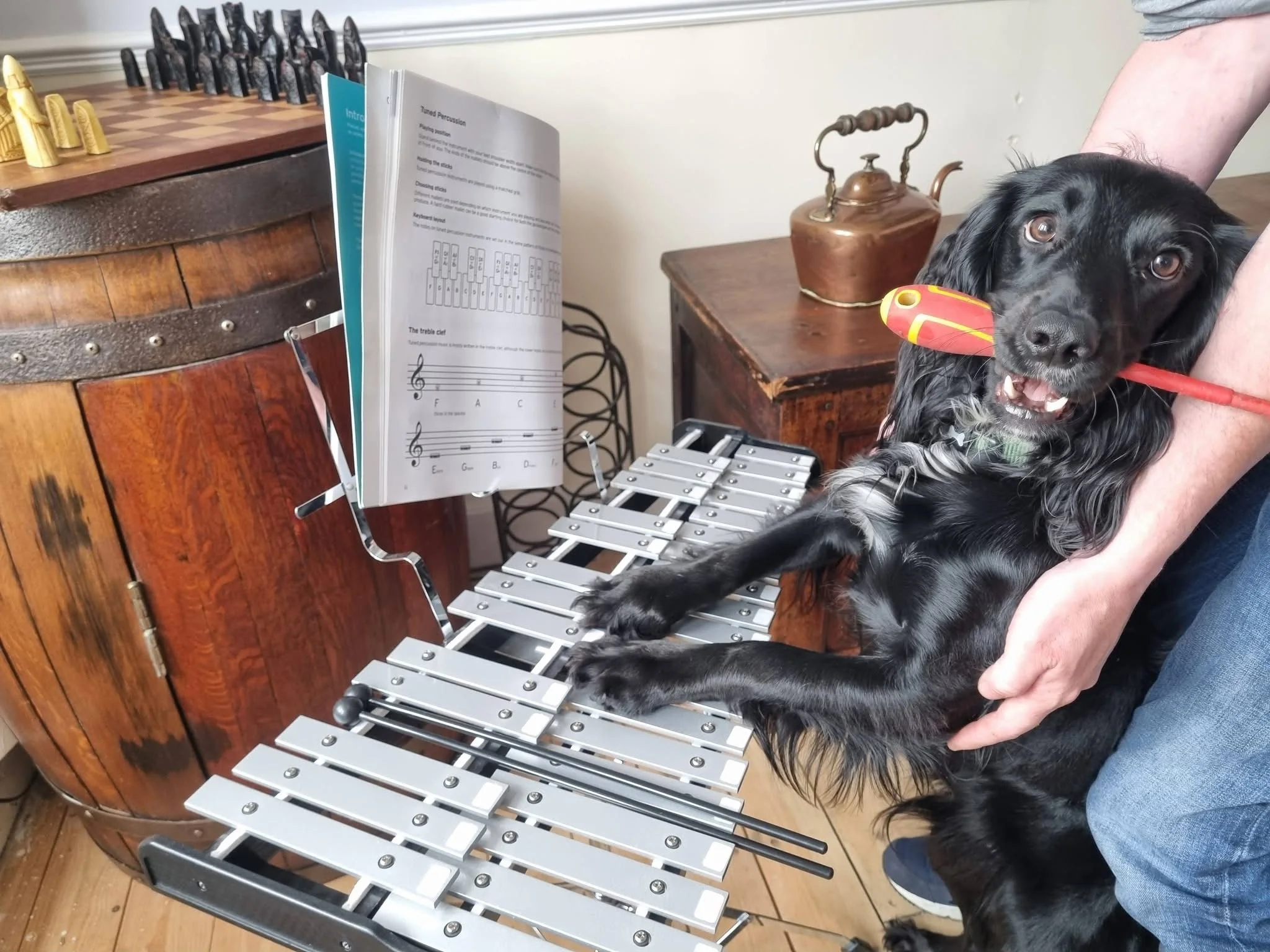 Dileas practicing his Glockenspiel.